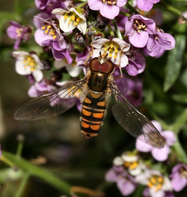 un due e tre...e l''afide pi non c'':Episyrphus balteatus